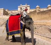 jaipur amber fort elephant ride qpr